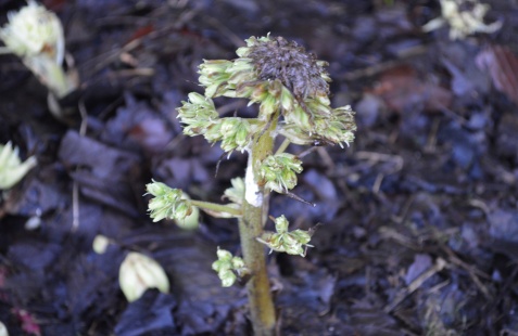 White Butterbur (Petasites albus) also found growing in Convoy. This one was also completely new to my species list.