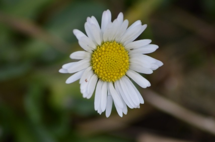 Daisy (Bellis perennis) the first plant I recorded this year at 00:53 on the 1st of January 2015.