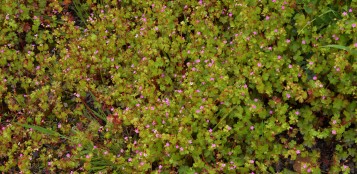 Shining Cranesbill (Geranium lucidum) - Raphoe, East Donegal (H34) - Oisín Duffy