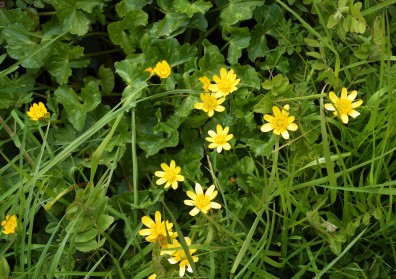 Lesser Celadine (Ficaria verna) - Raphoe, East Donegal (H34). 