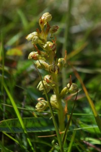 Frog Orchid (Coeloglossum viride) - Oisín Duffy