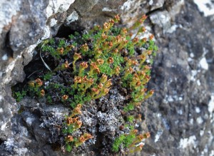 Purple Saxifrage (Saxifraga oppositifolia) - Oisín Duffy
