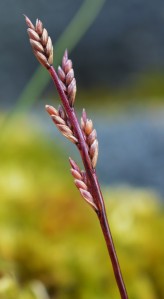 Sea Fern-Grass (Catapodium marinum) - Oisín Duffy