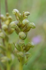 Frog Orchids (Dactylorhiza viride) - Oisín Duffy